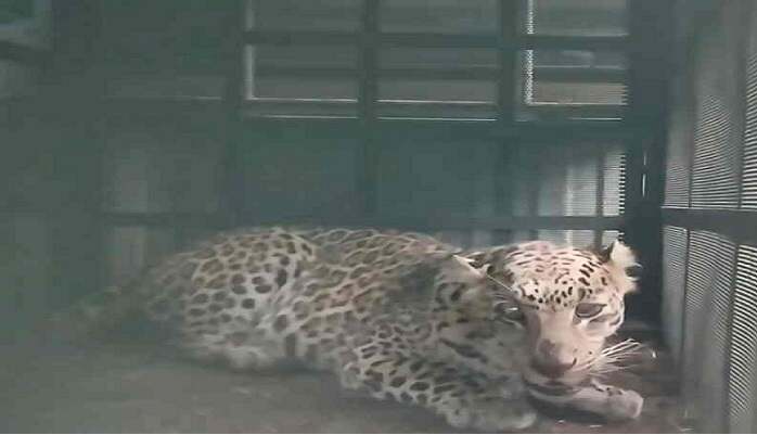 31singraha-6-1769847814