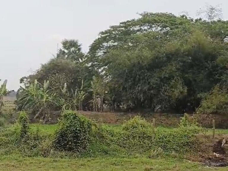 202603173711136-1773748307