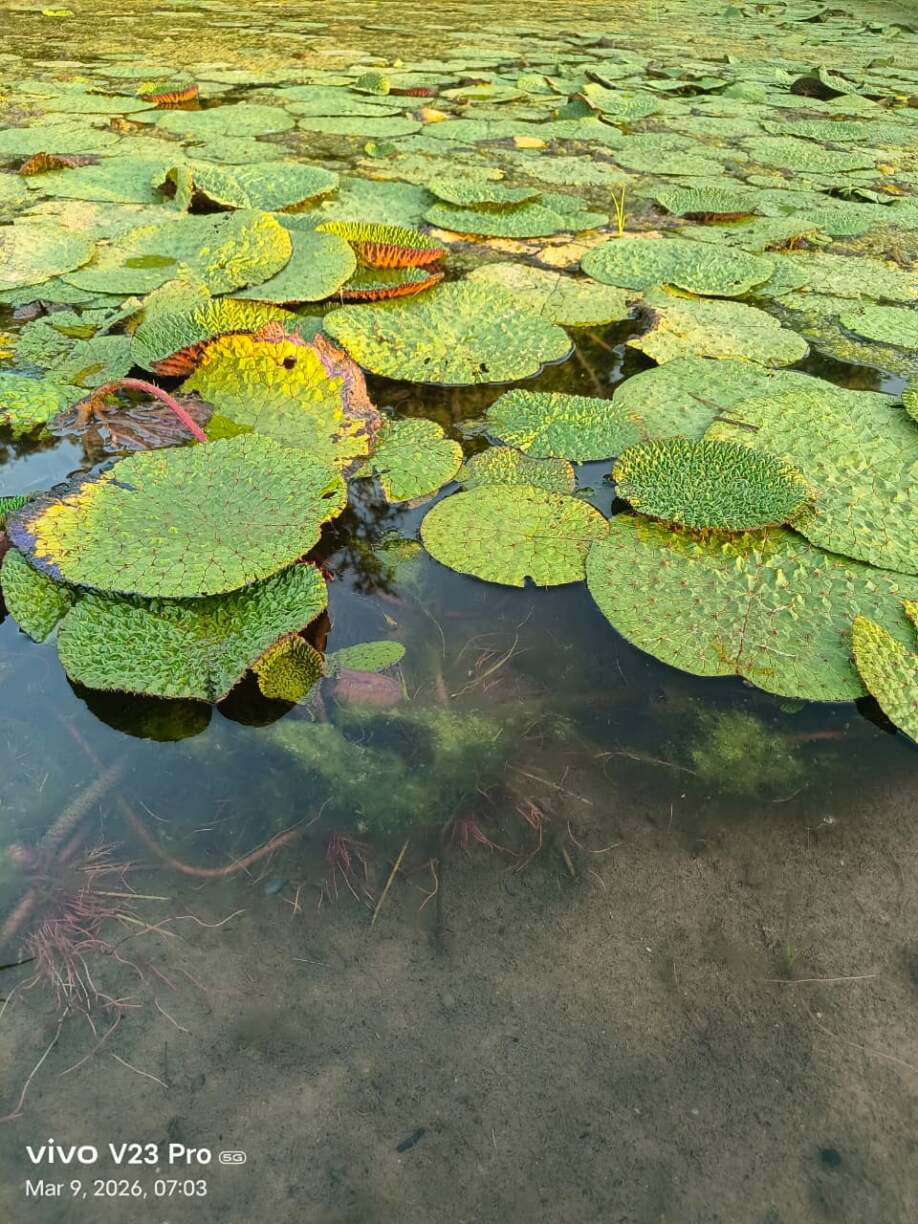 नर्मदापुरम के तालाबों में लगेंगे समृद्