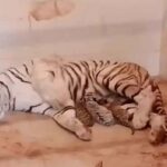 l-bhopal050426091039-00000-1775418514