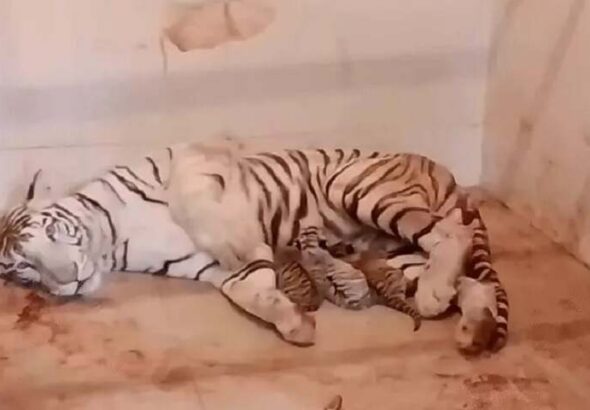 l-bhopal050426091039-00000-1775418514