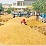 wheat_in_mandi1-1