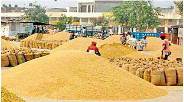 wheat_in_mandi1-1