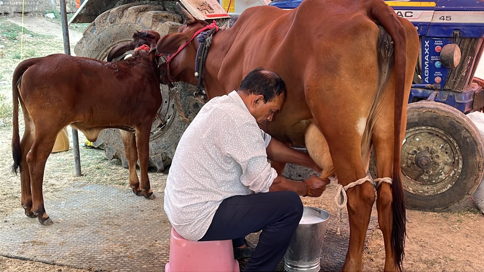 वृंदावन ग्राम रायपुर में गोपाल कृष्ण ग